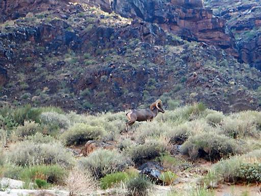 Grand Canyon Colorado River Rafting Trip